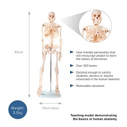 66fit Anatomical Skeleton Model