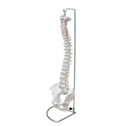 66fit Flexible Vertebral Column With Pelvis