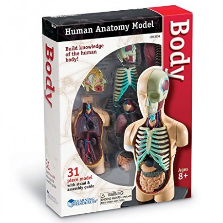 Learning Resources Anatomy Model