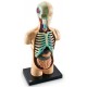 Learning Resources Anatomy Model