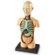 Learning Resources Anatomy Model